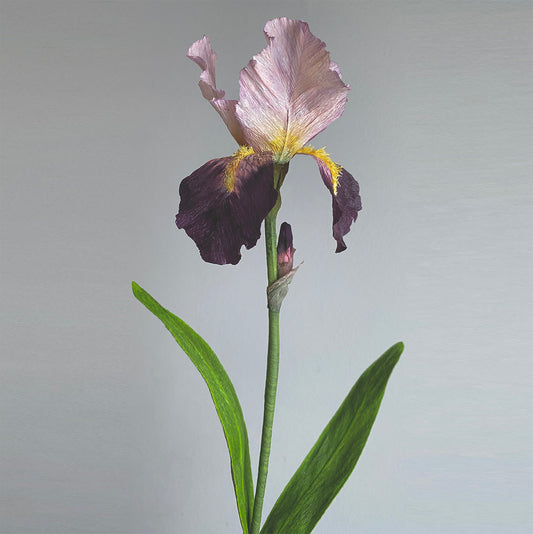 Bearded Iris