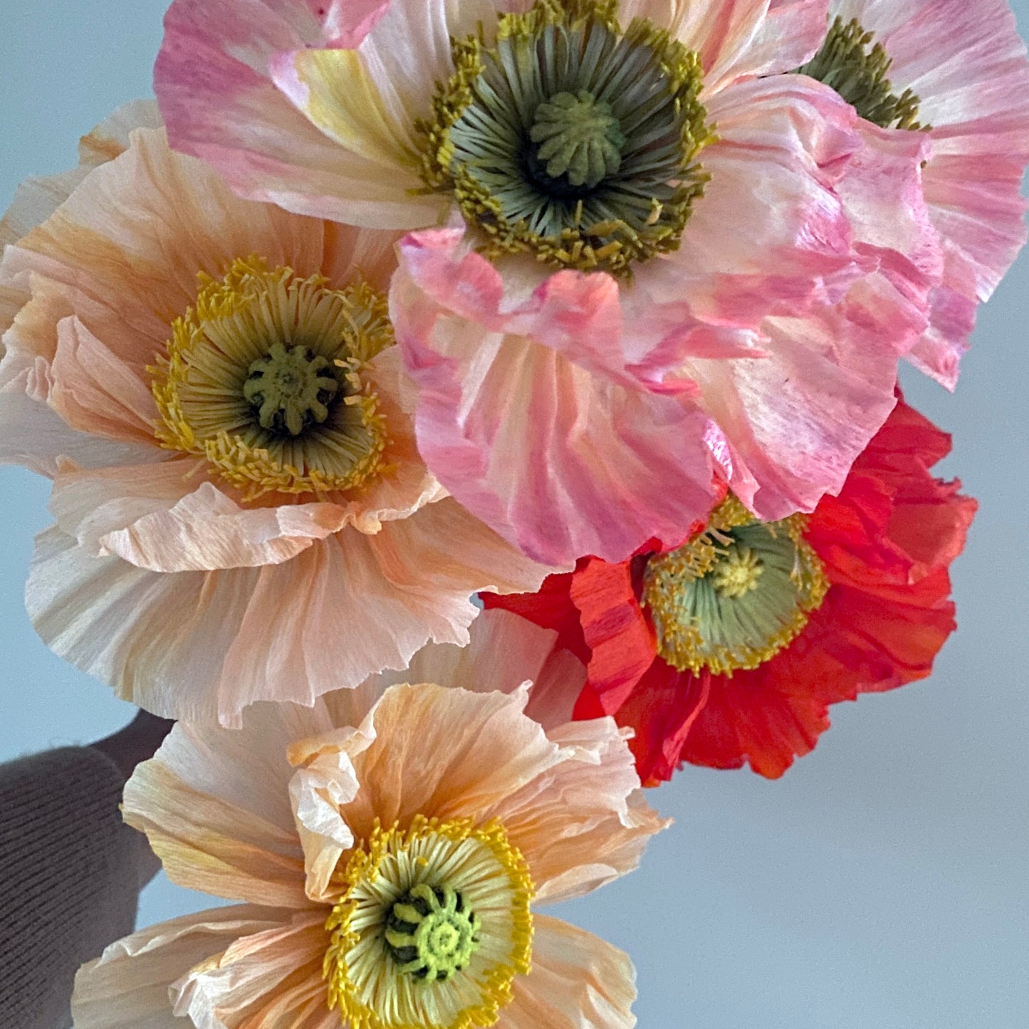 Icelandic Poppy BOUQ Studio Box