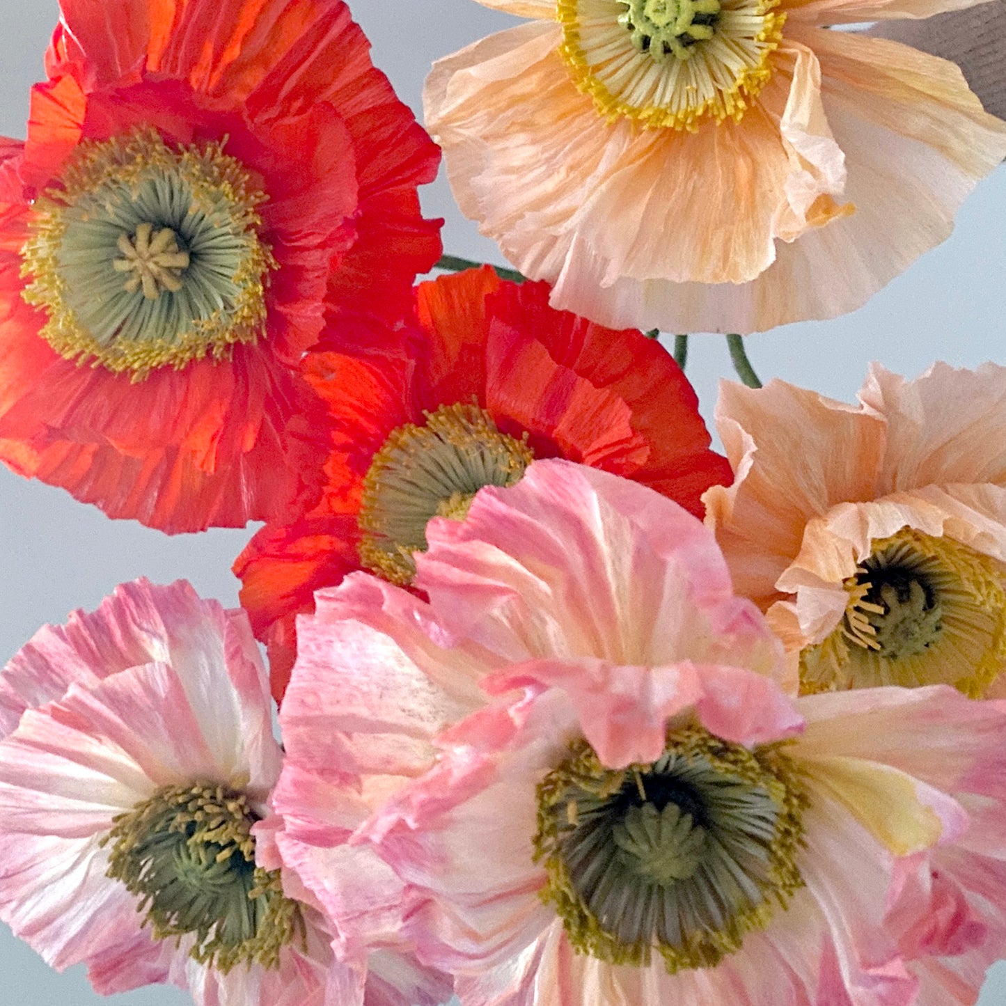 Icelandic Poppy BOUQ Studio Box