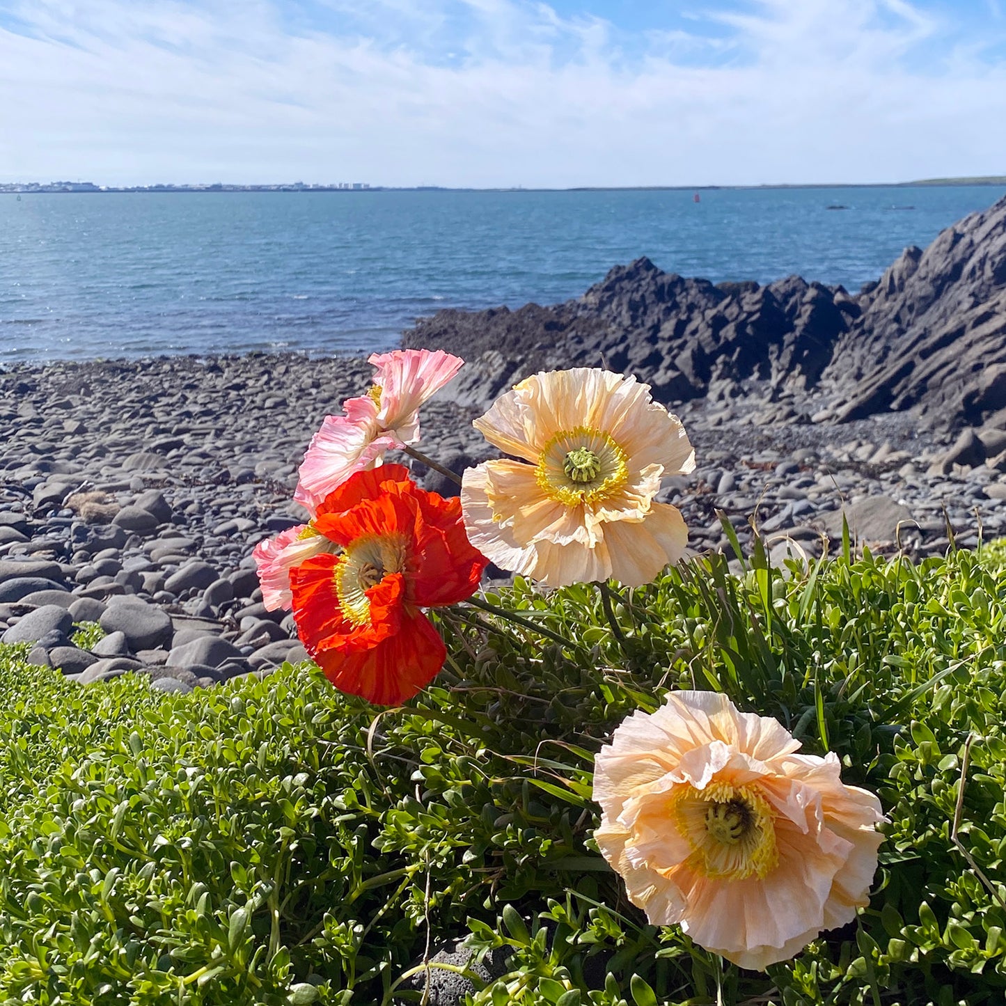 Icelandic Poppy Course