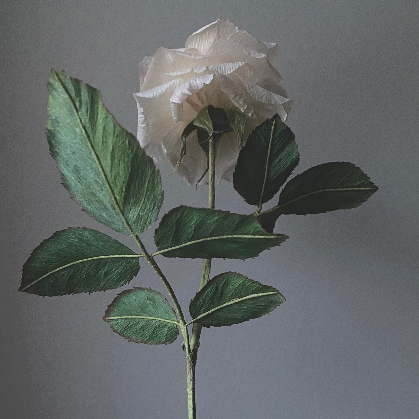 Sorbet Garden Rose