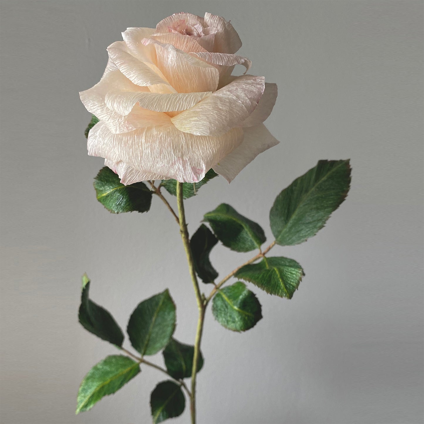 Sorbet Garden Rose