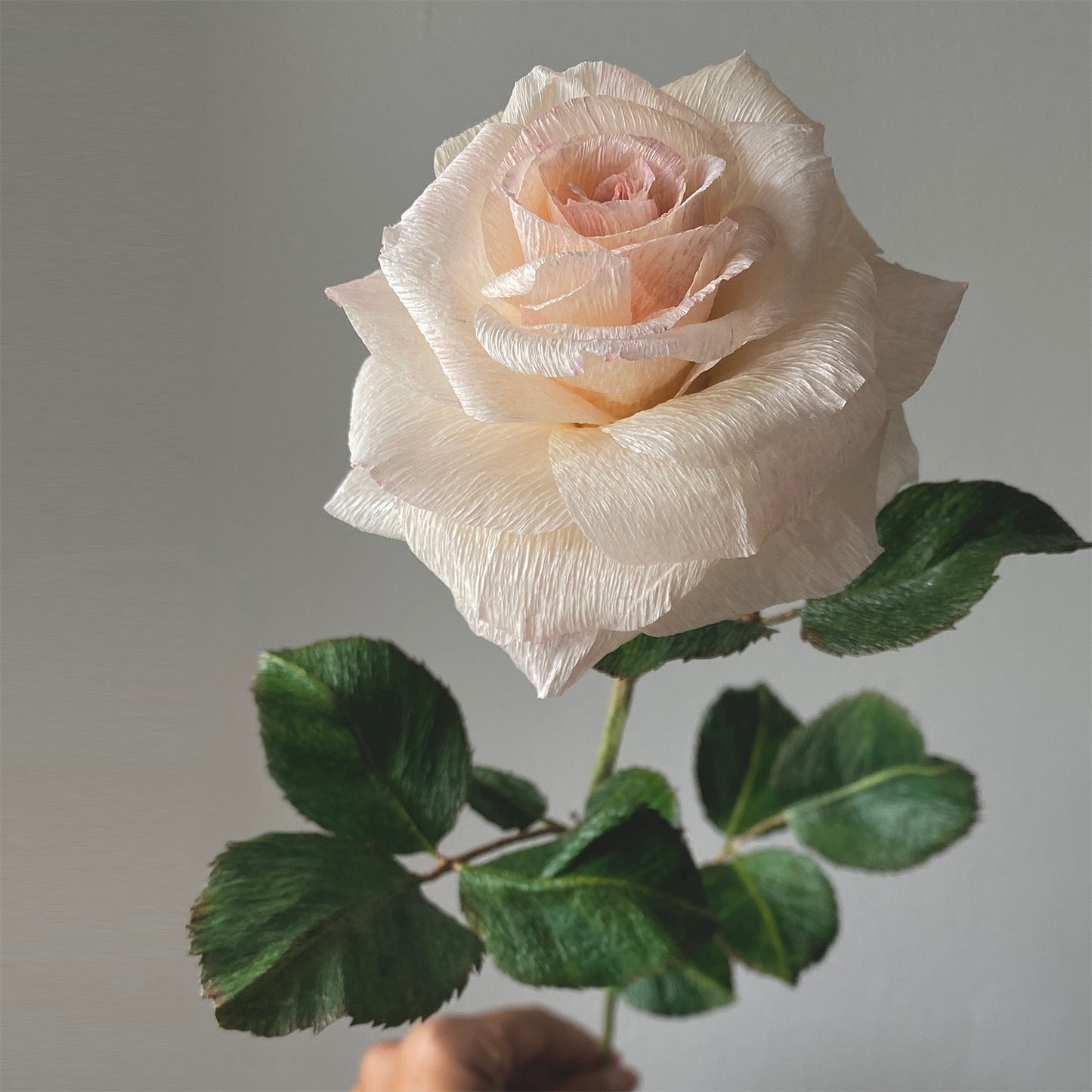 Sorbet Garden Rose