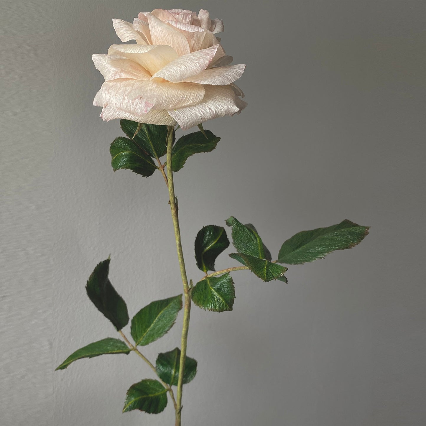 Sorbet Garden Rose