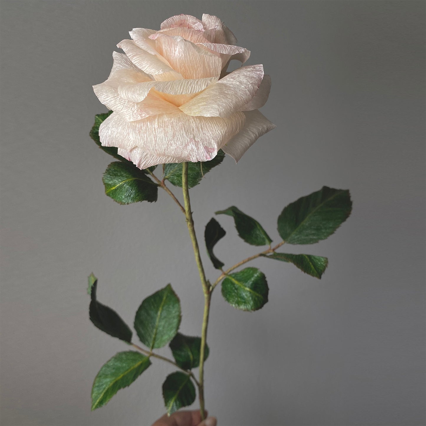 Sorbet Garden Rose