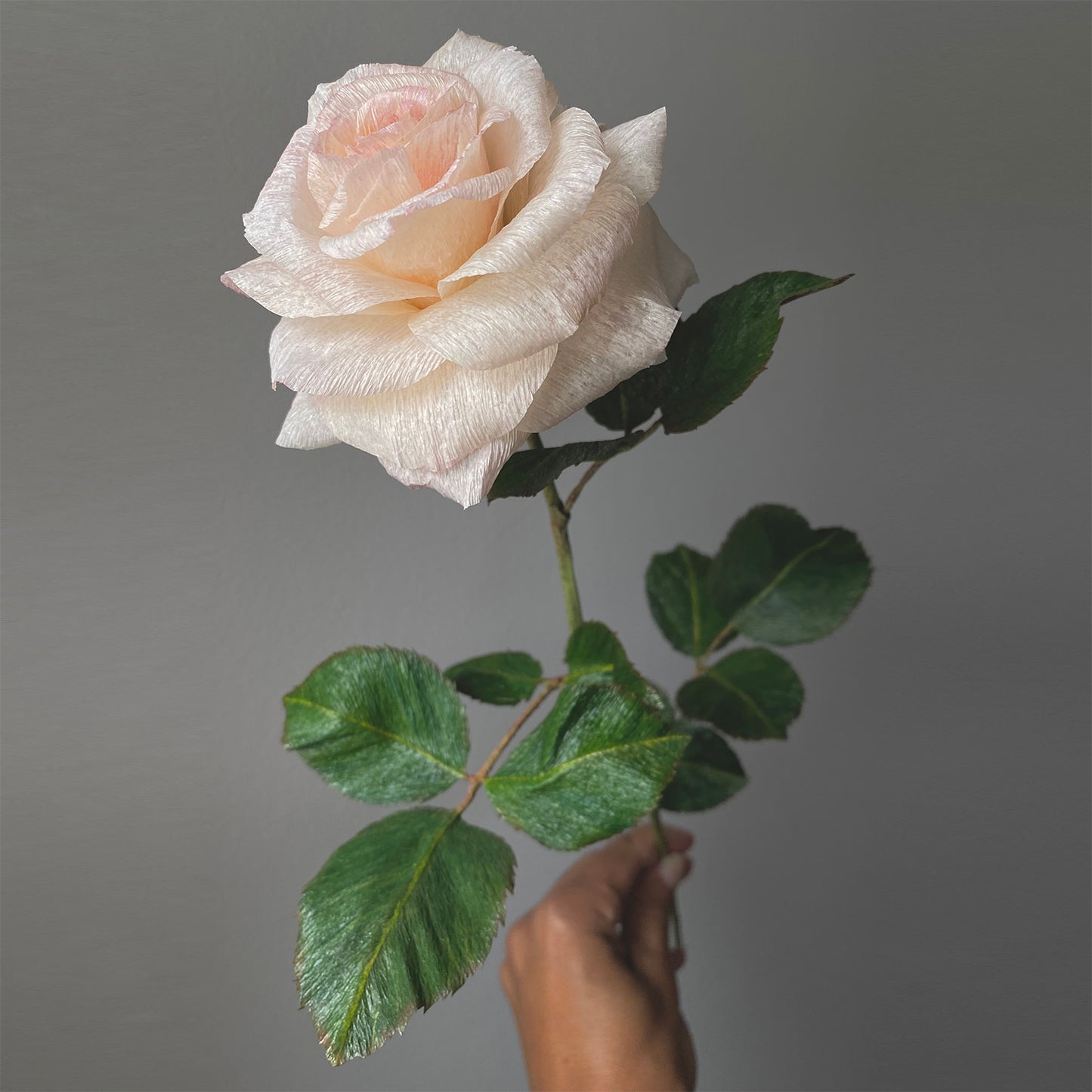 Sorbet Garden Rose