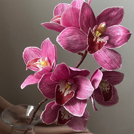 Little Fireball Cymbidium Course