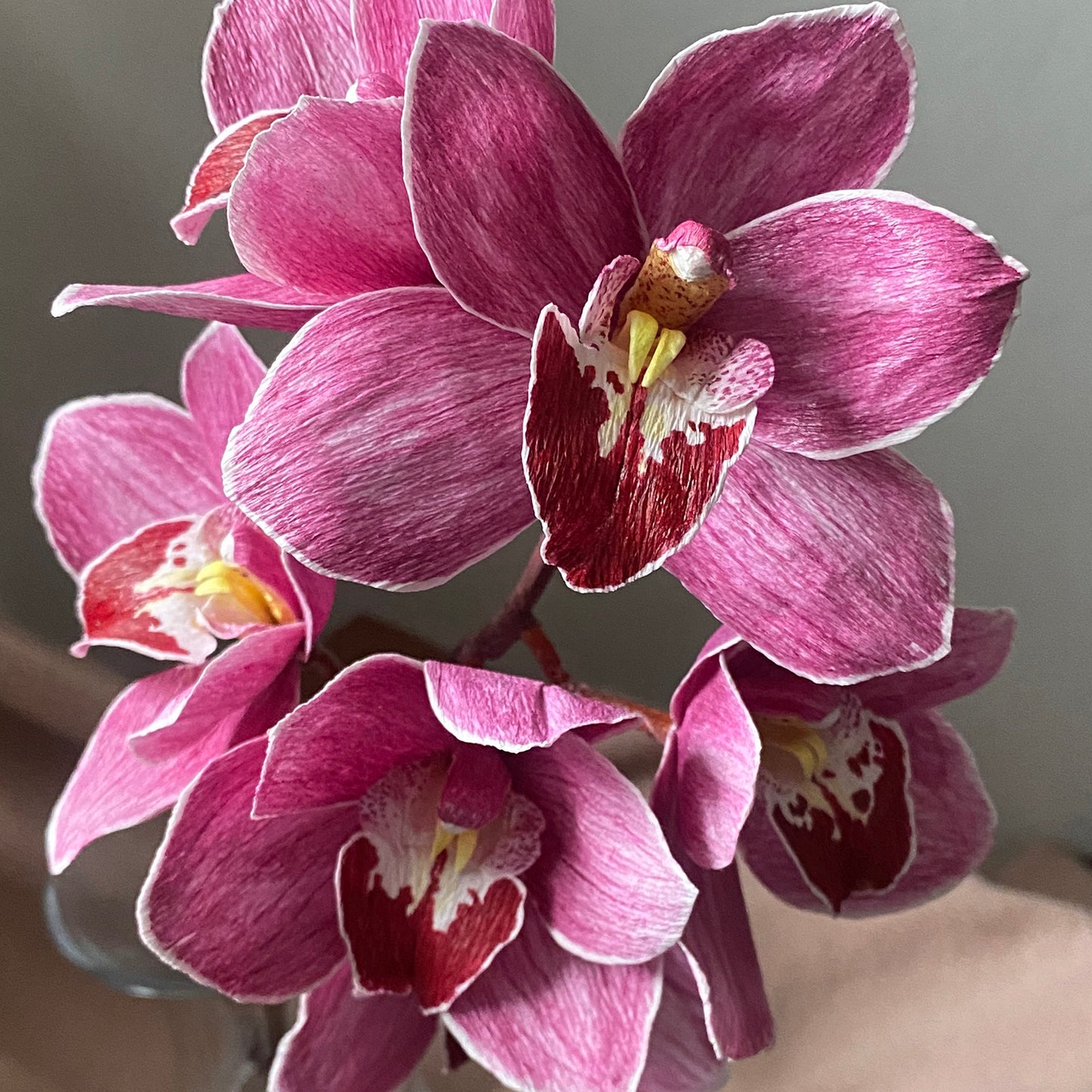 Little Fireball Cymbidium Course