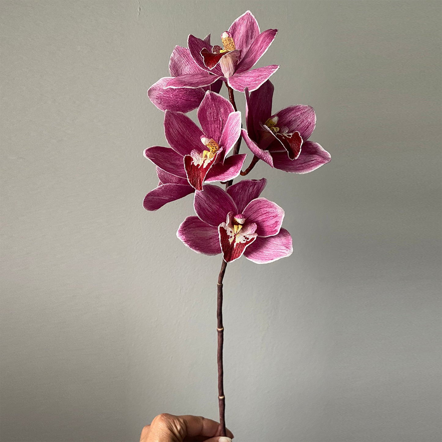 Little Fireball Cymbidium Course