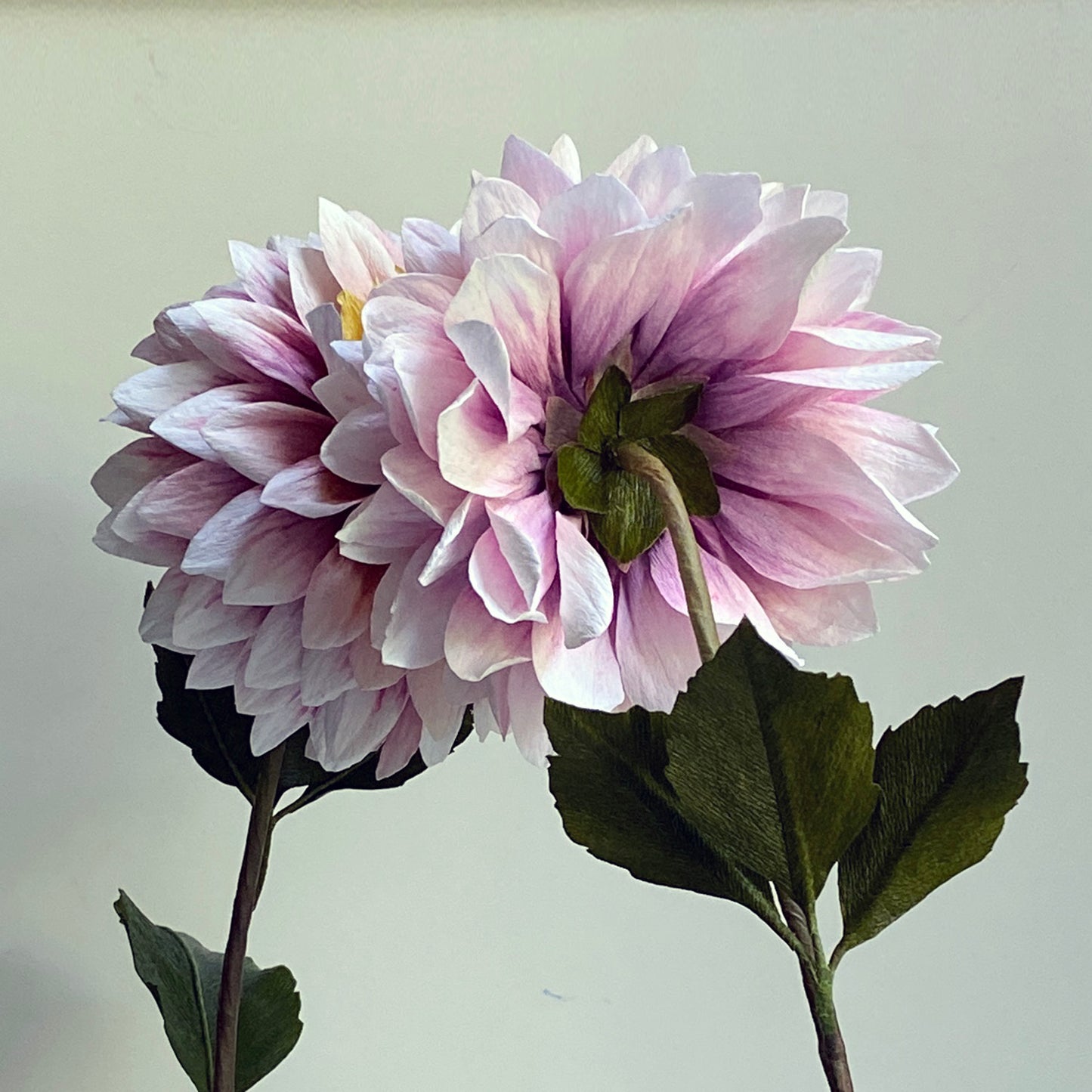 Dahlia Polka Course
