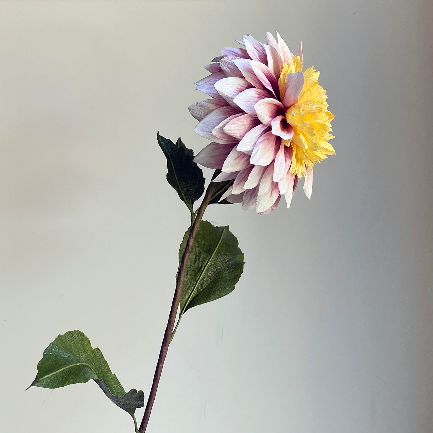 Dahlia Polka Course