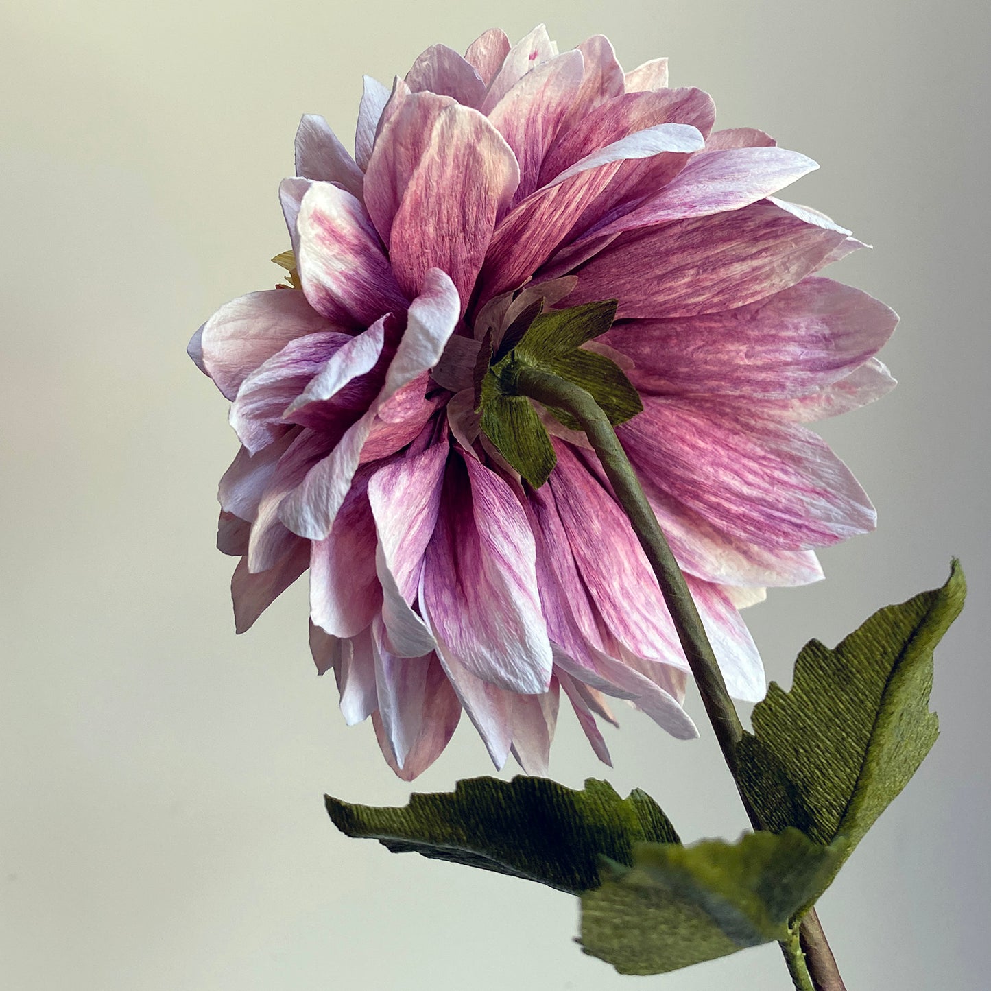 Dahlia Polka Course