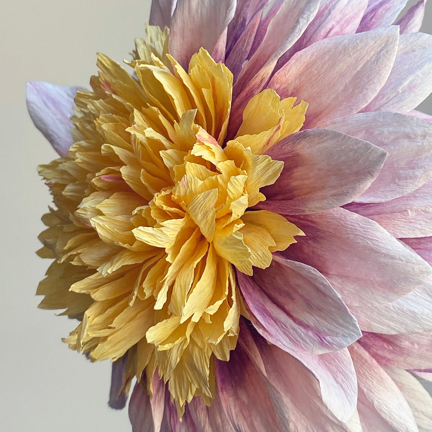 Dahlia Polka Course