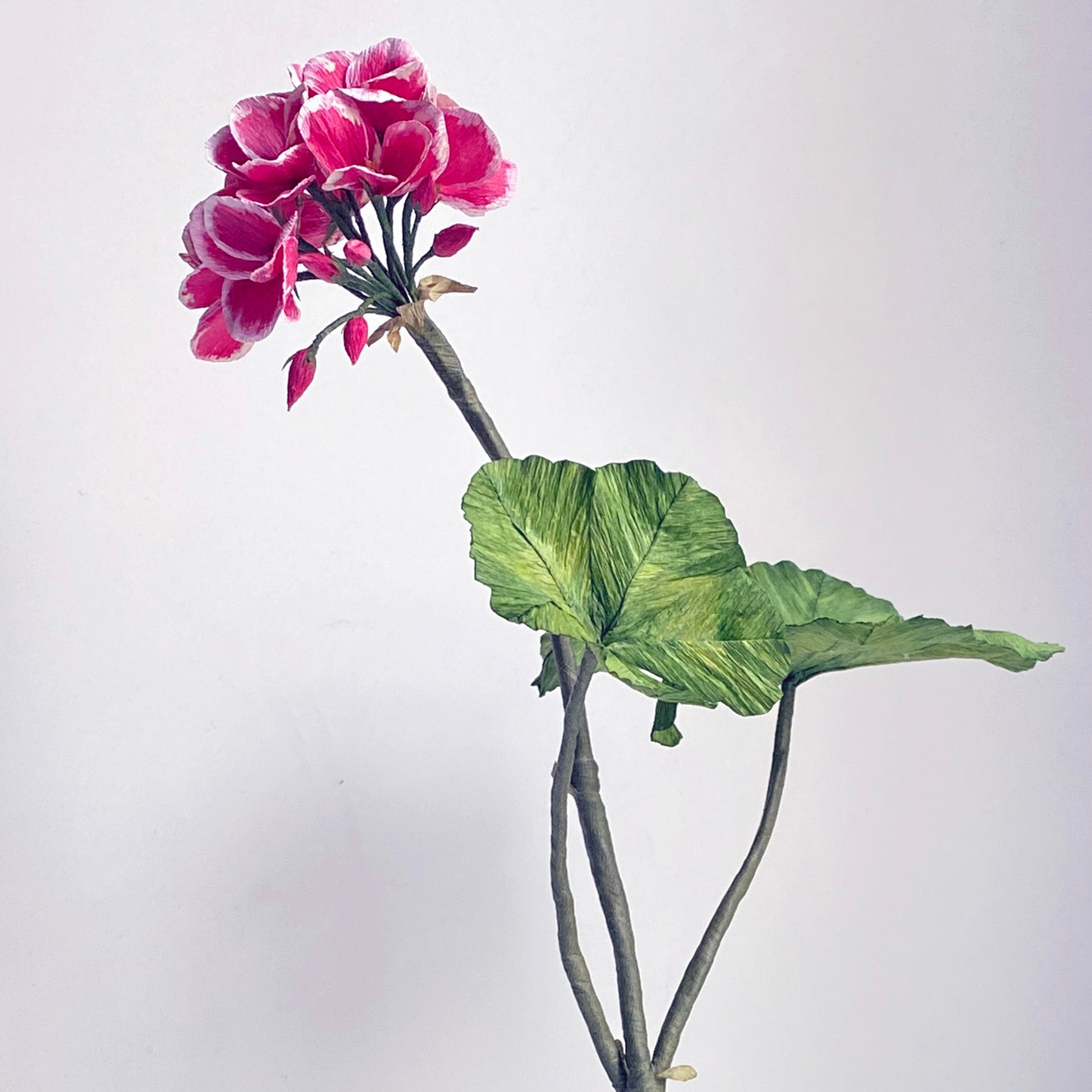 Geranium blóm