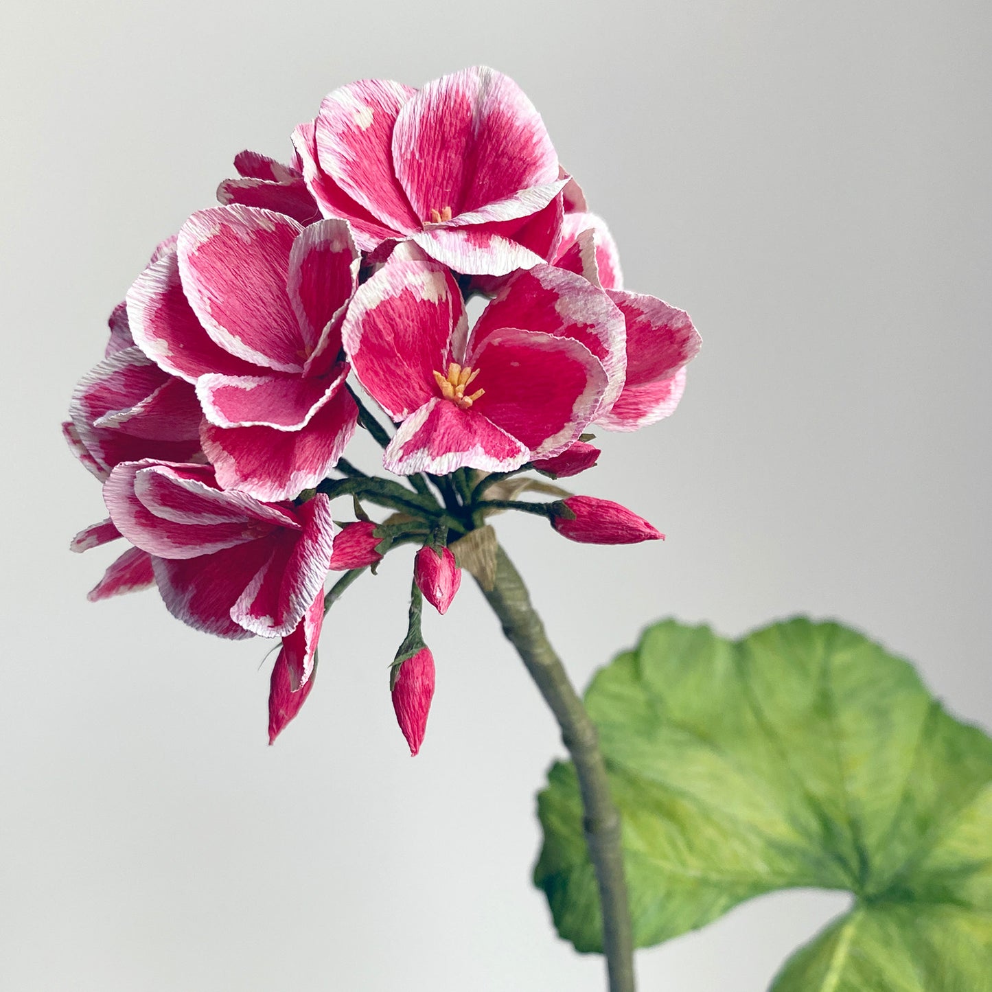 Geranium blóm