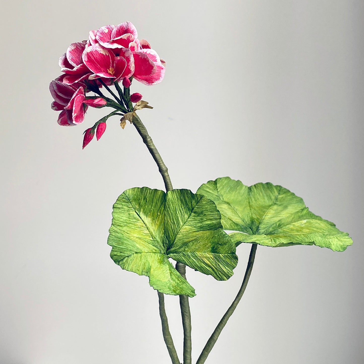 Geranium blóm