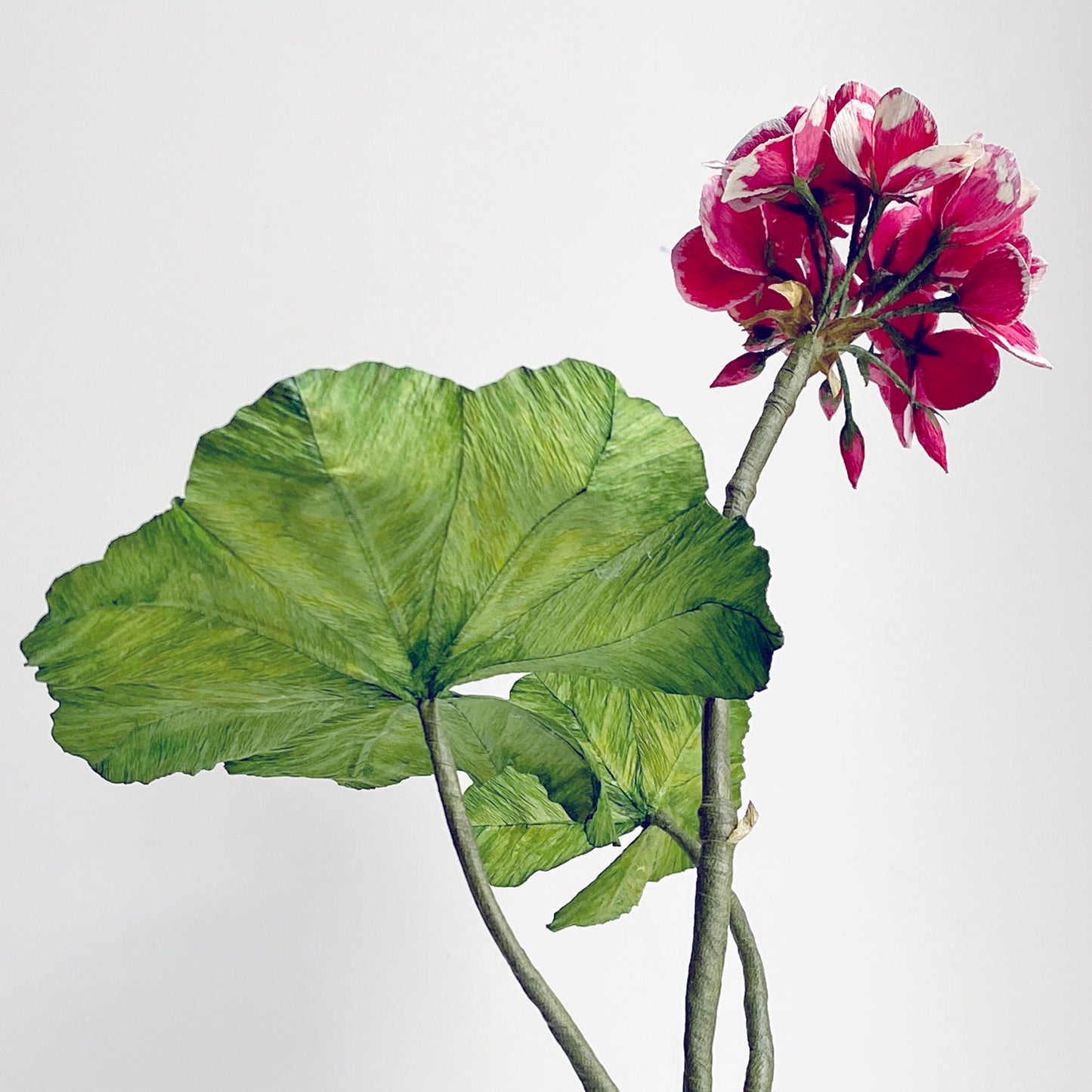Geranium blóm