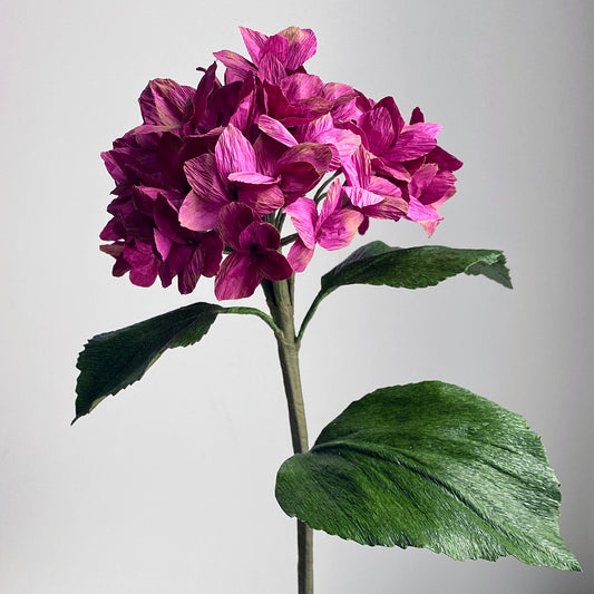 Plum Hydrangea