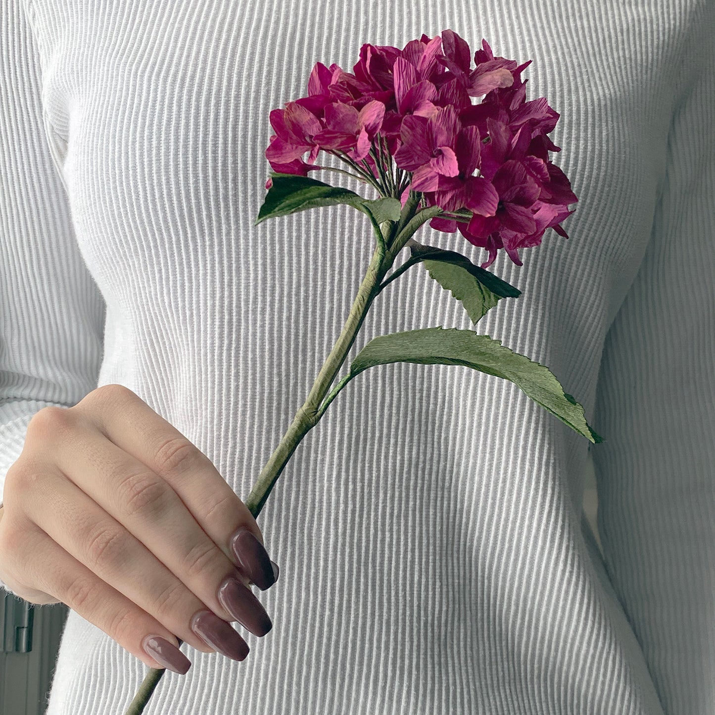 Plómuhortensia