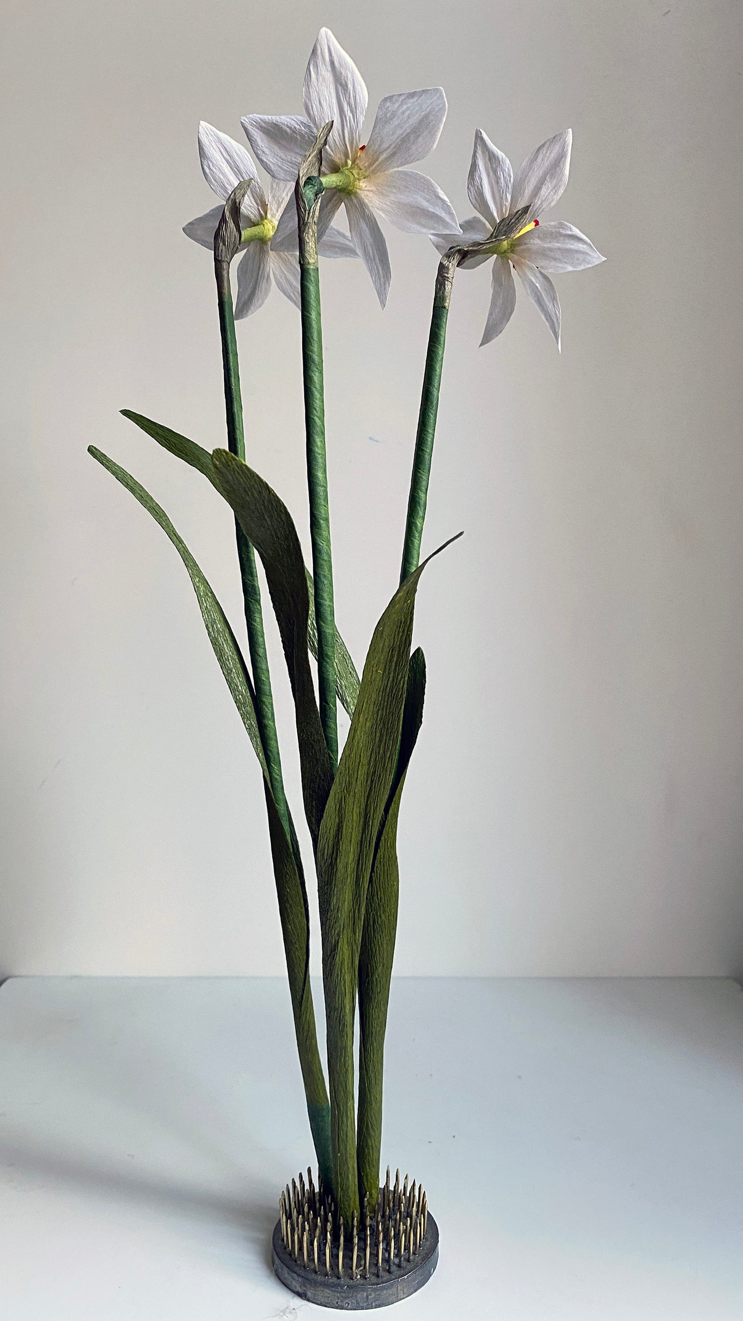 Narcissus Ornatus Daffodil