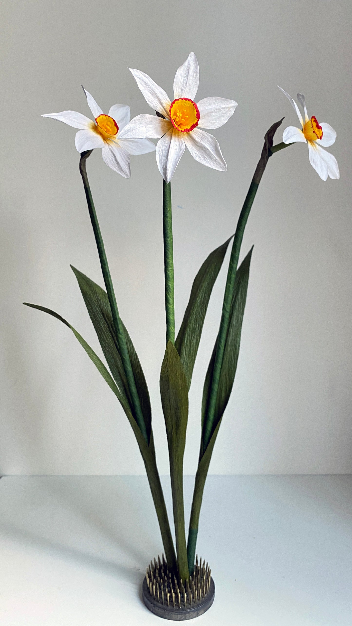 Narcissus Ornatus Daffodil