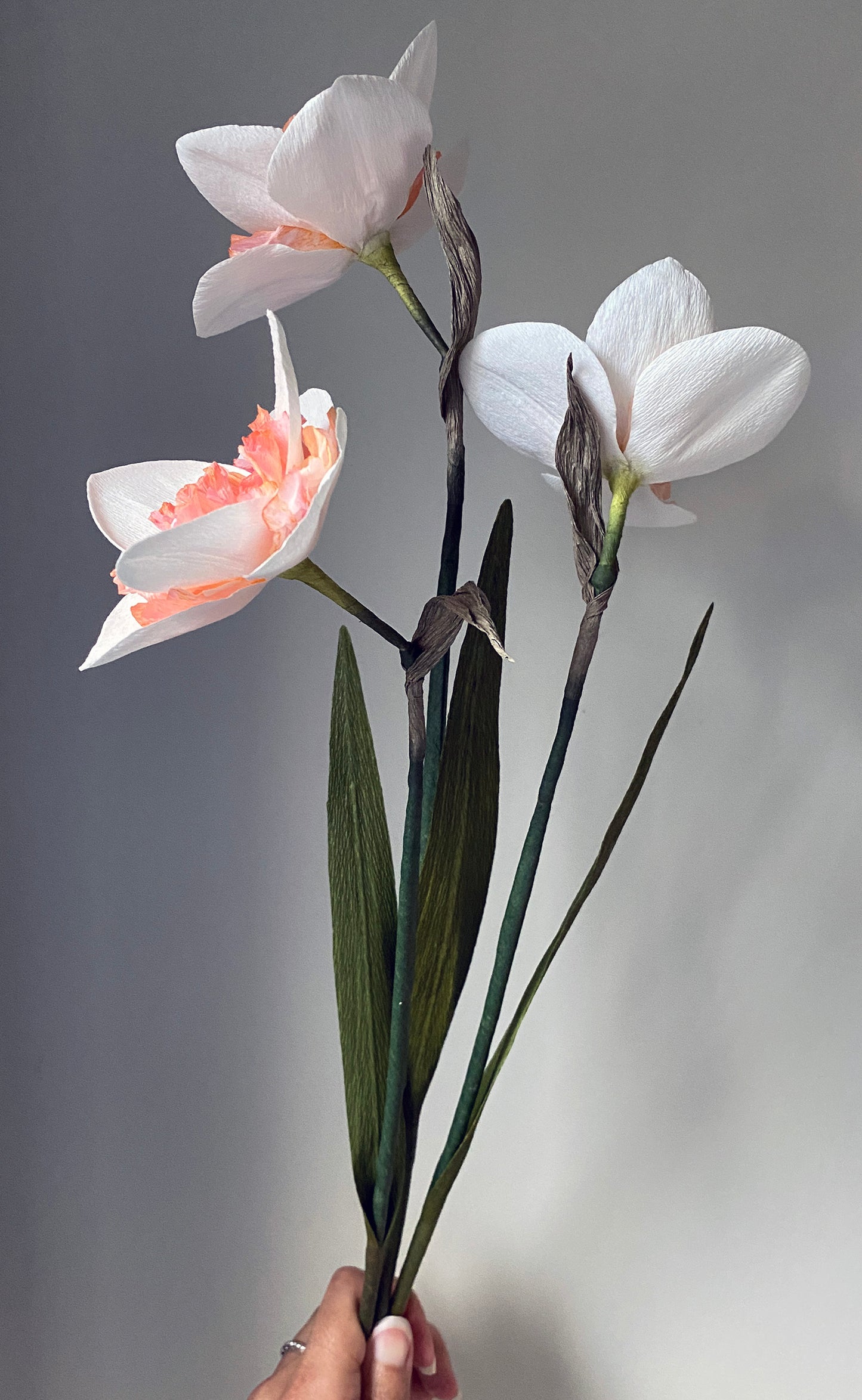 Pink Wonder Daffodil