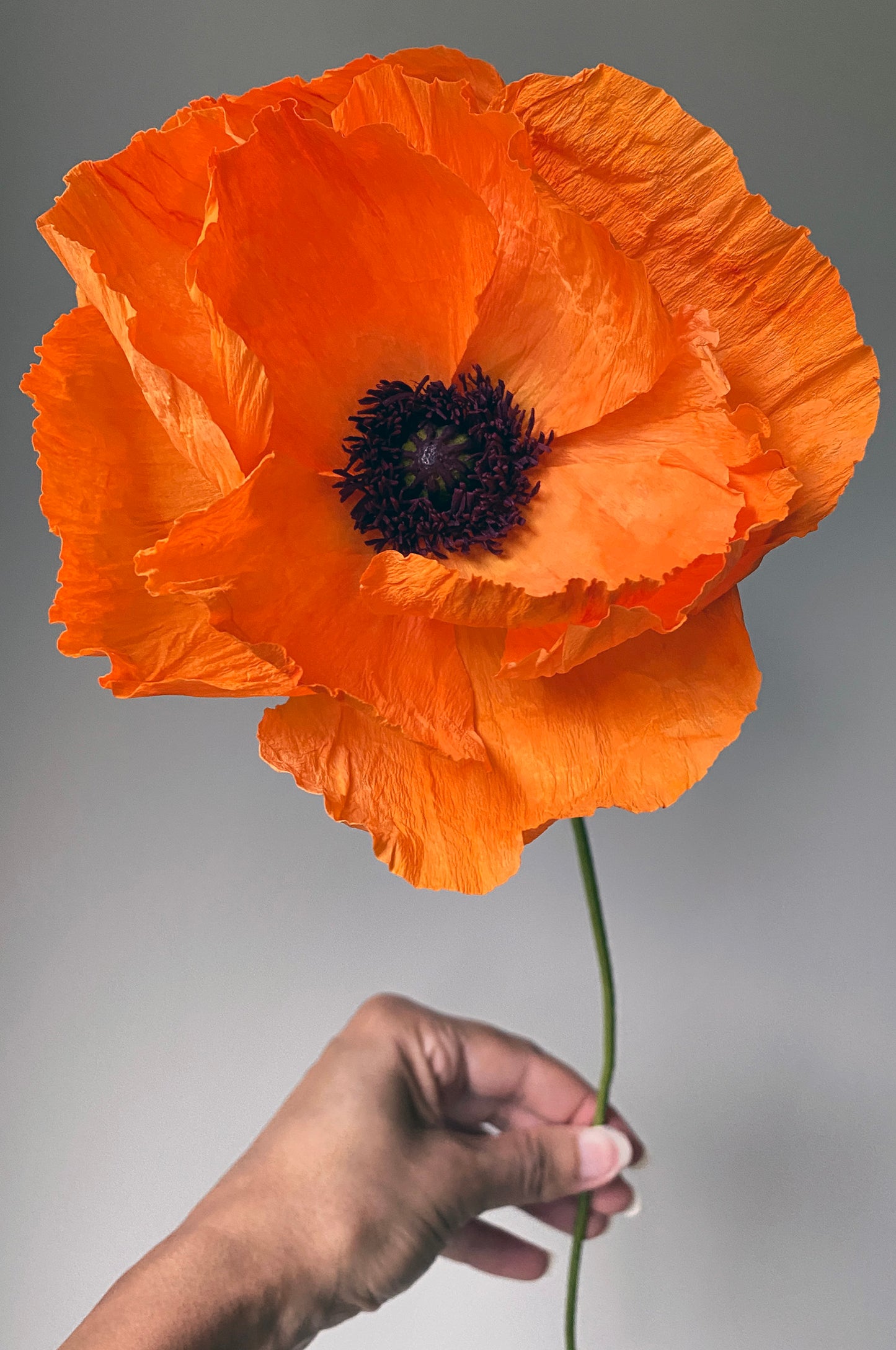 Harvest Moon Oriental Poppy