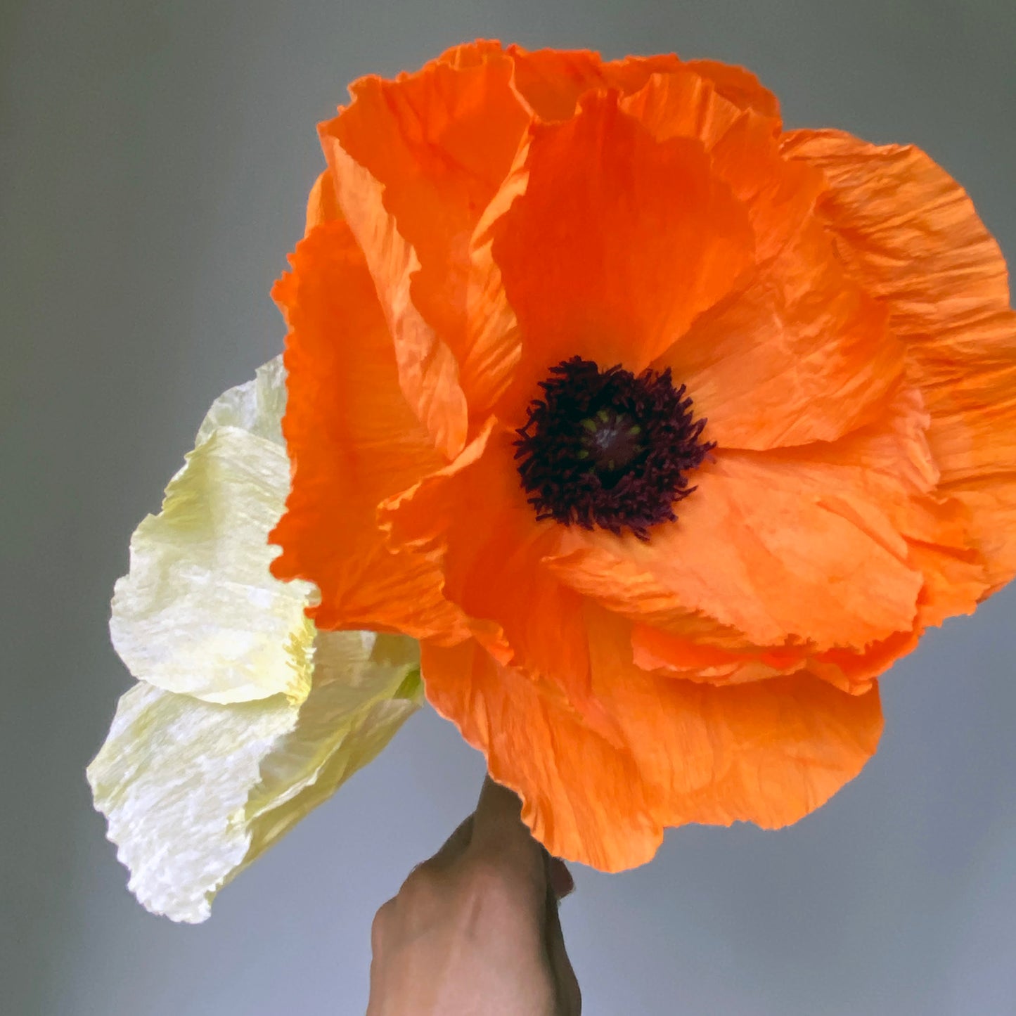 Harvest Moon Oriental Poppy