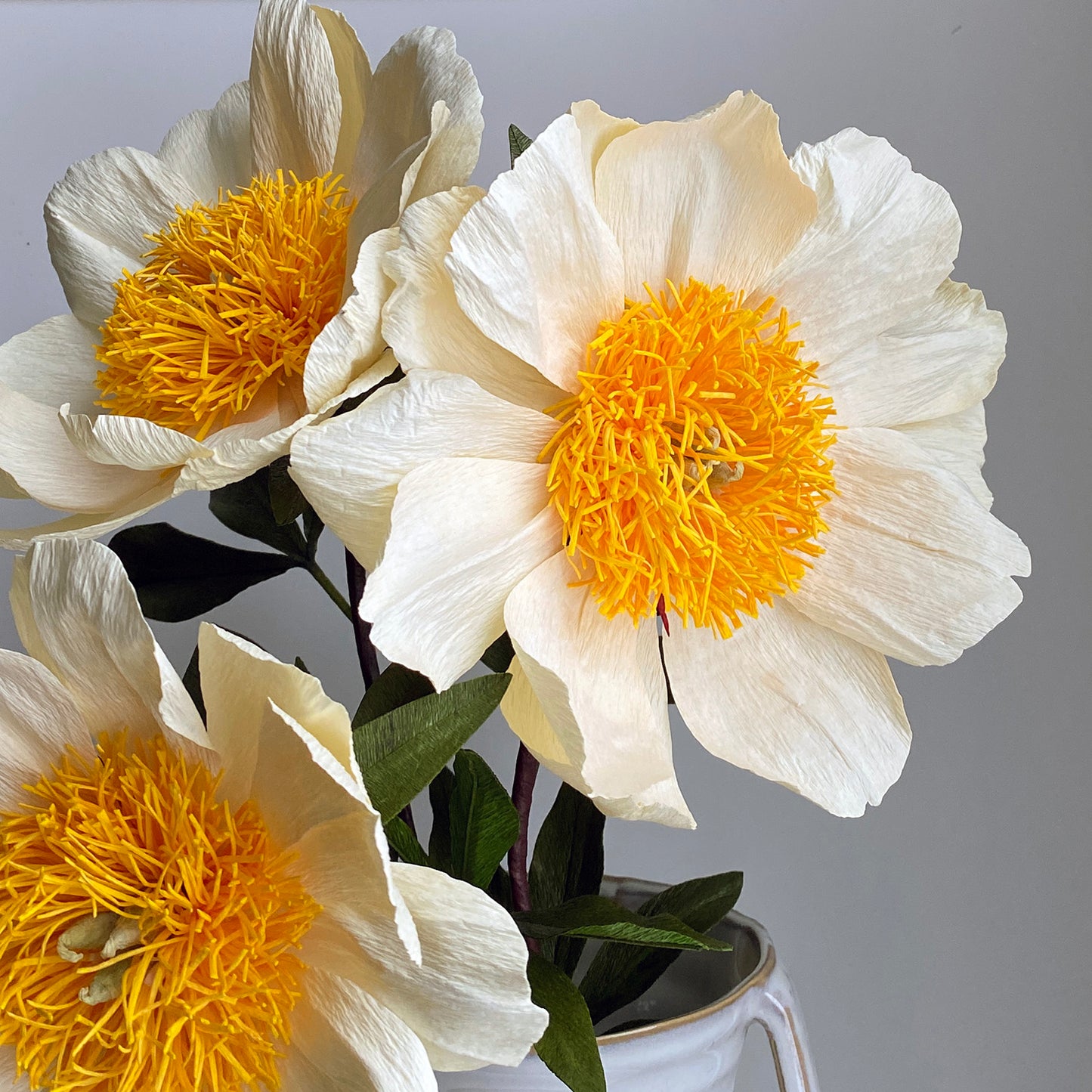 Claire De Lune Peony