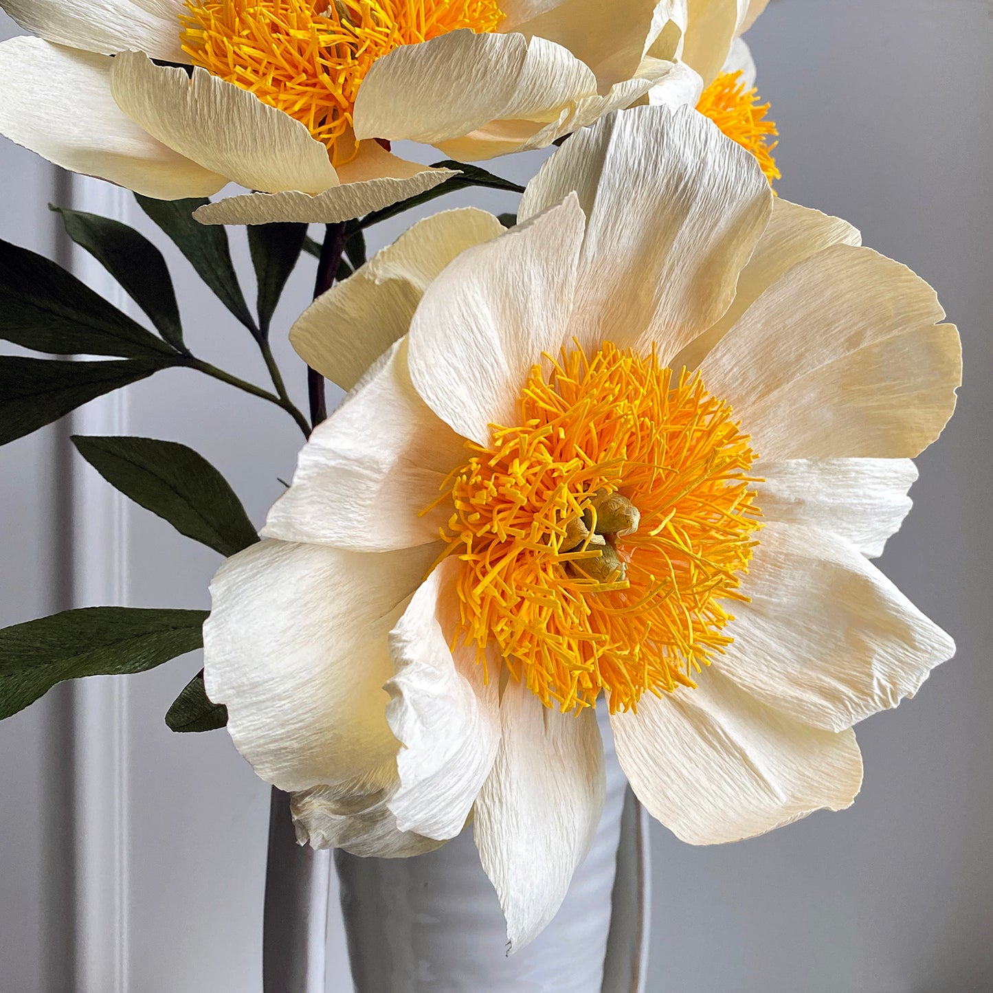 Claire De Lune Peony