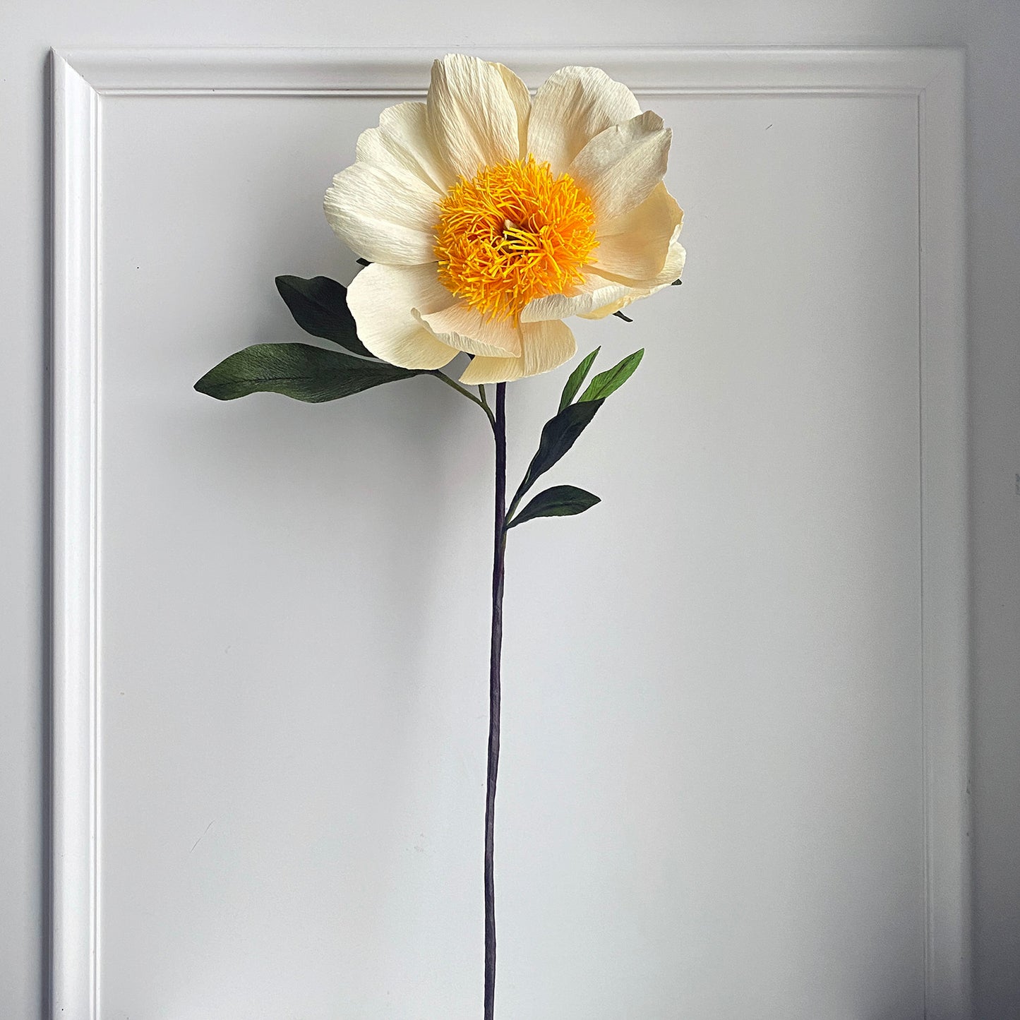 Claire De Lune Peony