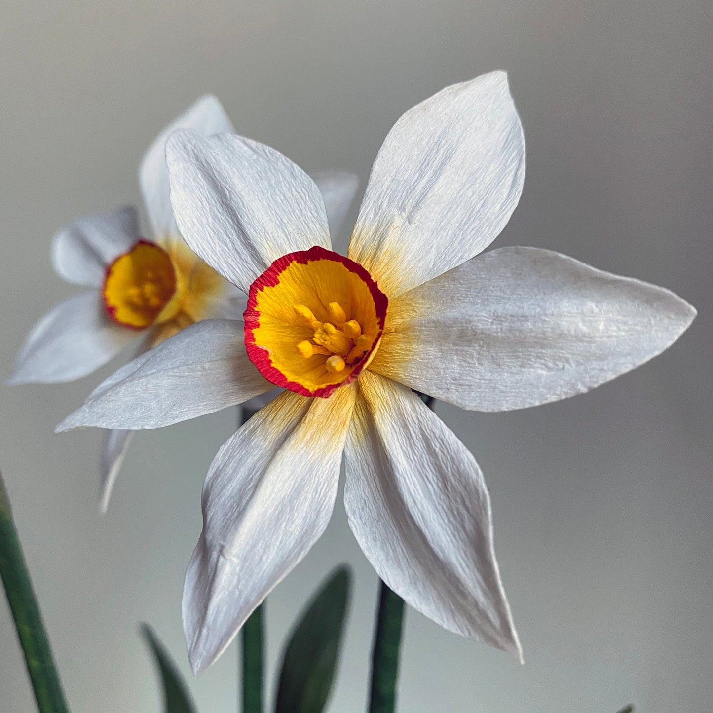 Narcissus Ornatus Daffodil