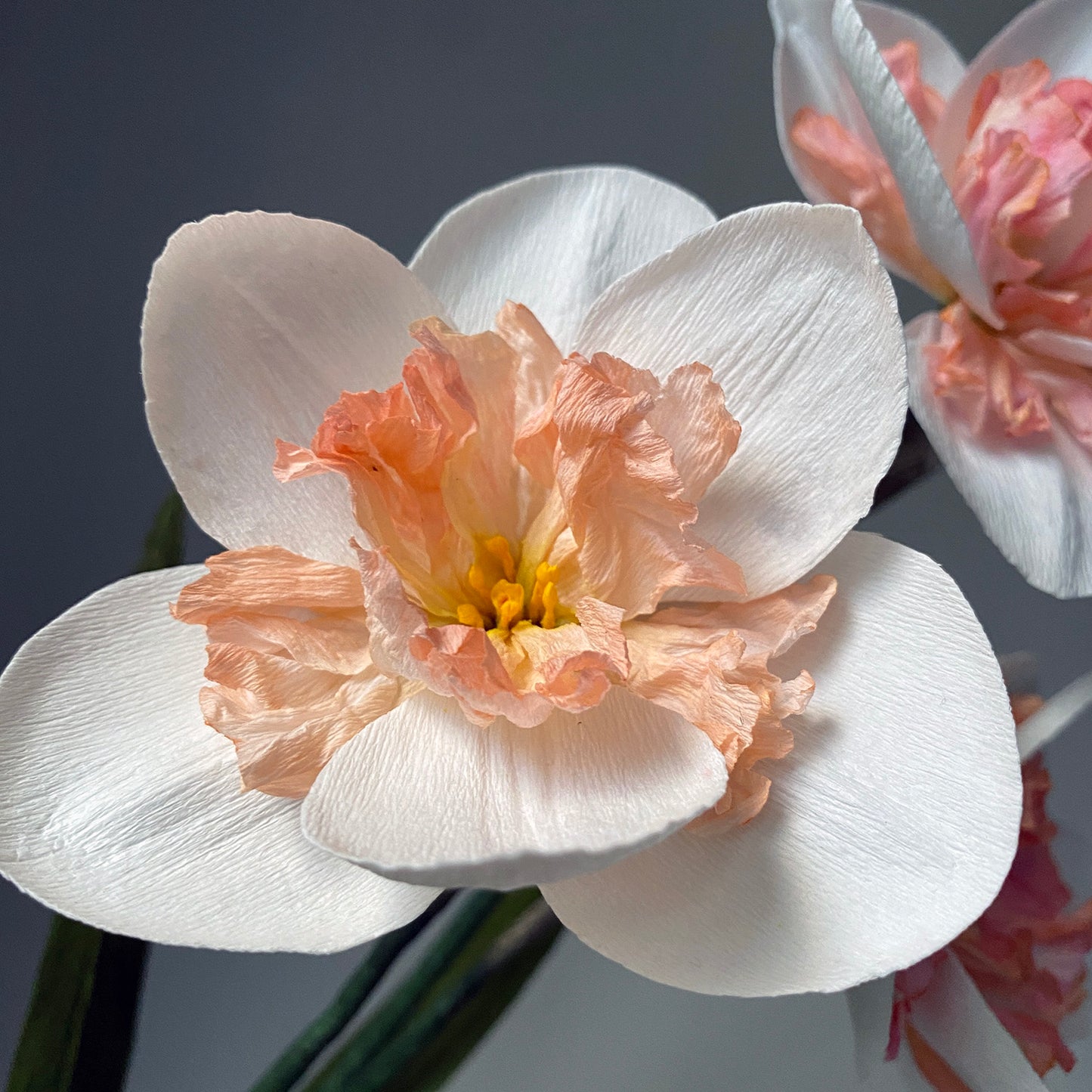 Pink Wonder Daffodil