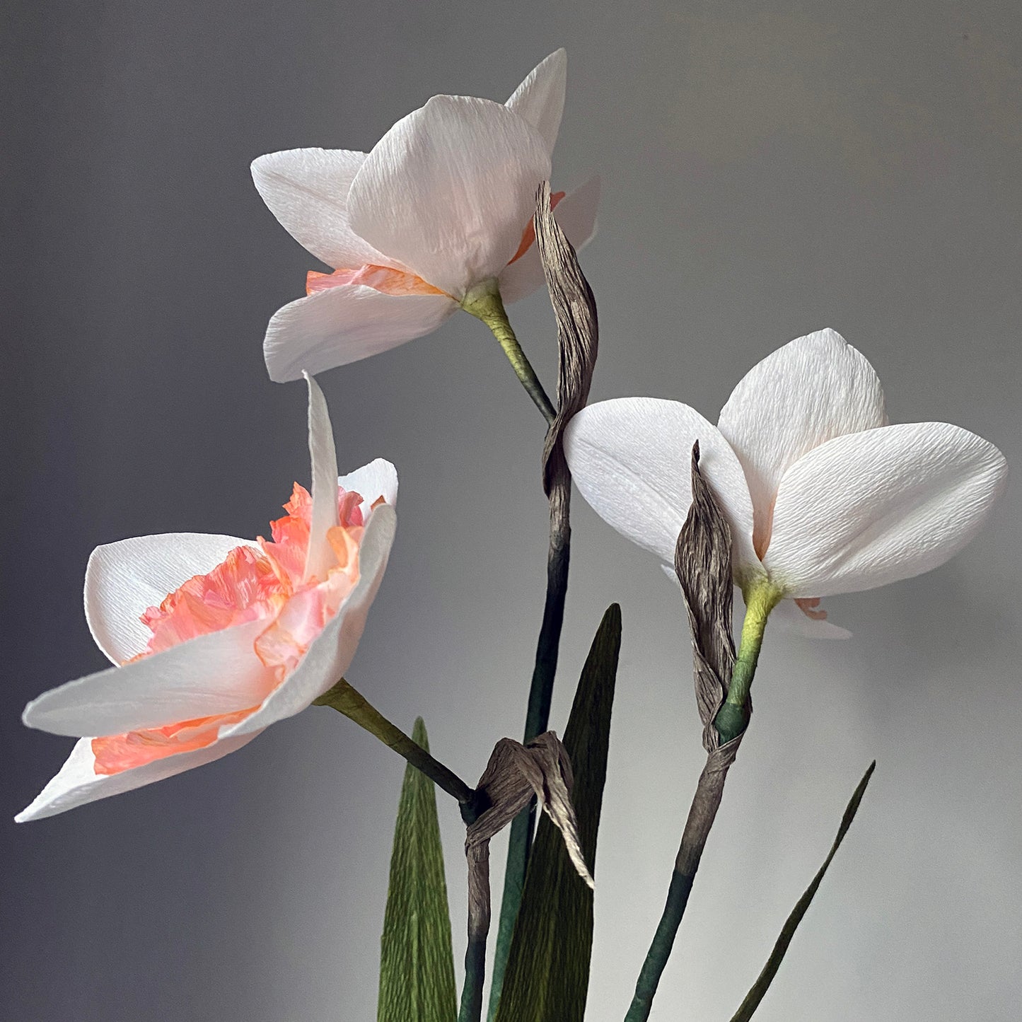 Pink Wonder Daffodil