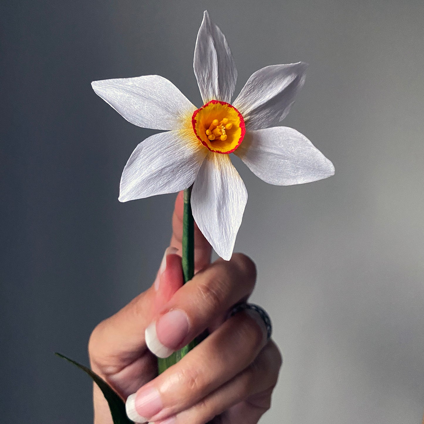 Narcissus Ornatus Daffodil