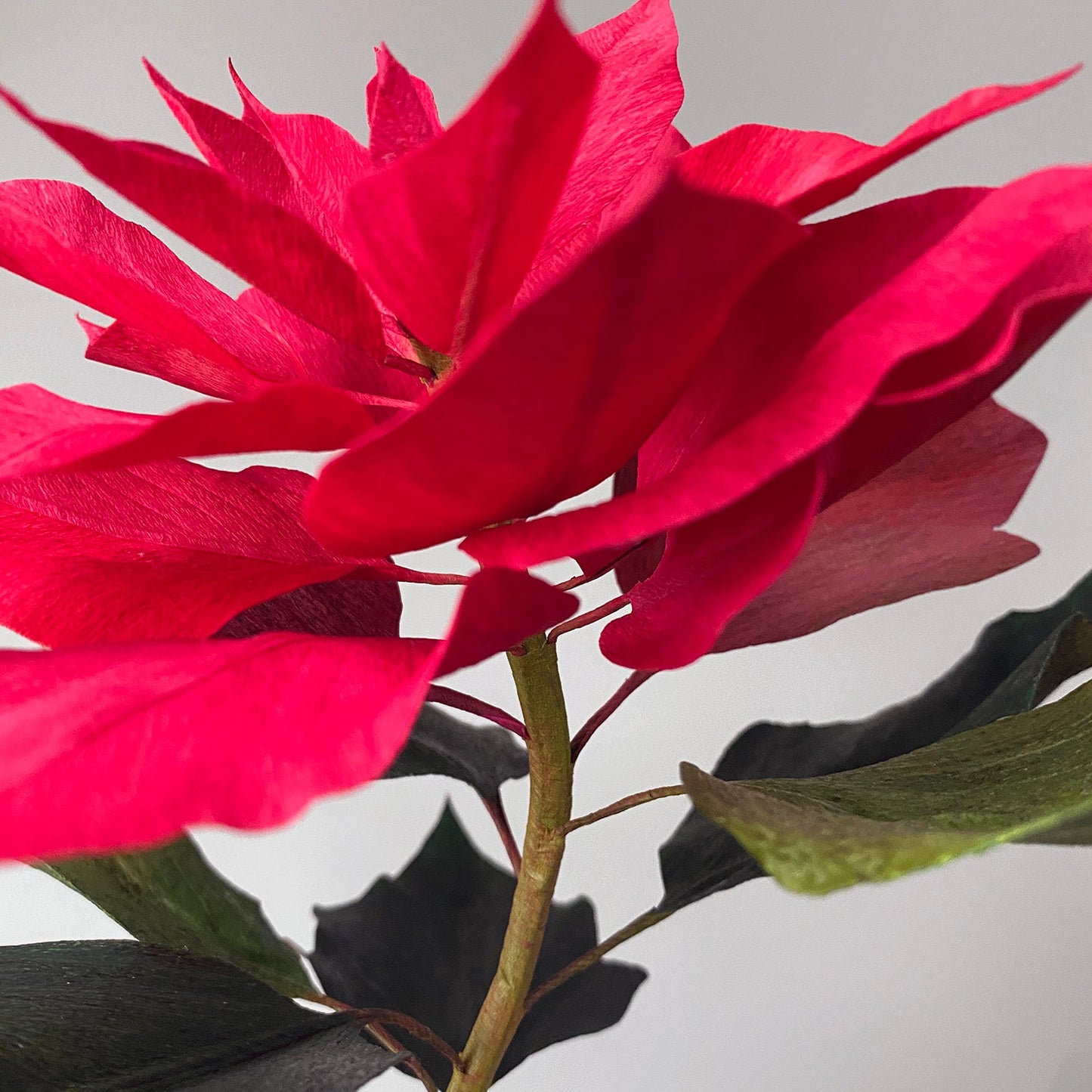 The Paper Poinsettia Zoom Demo - Watch The Pre-Recorded Class