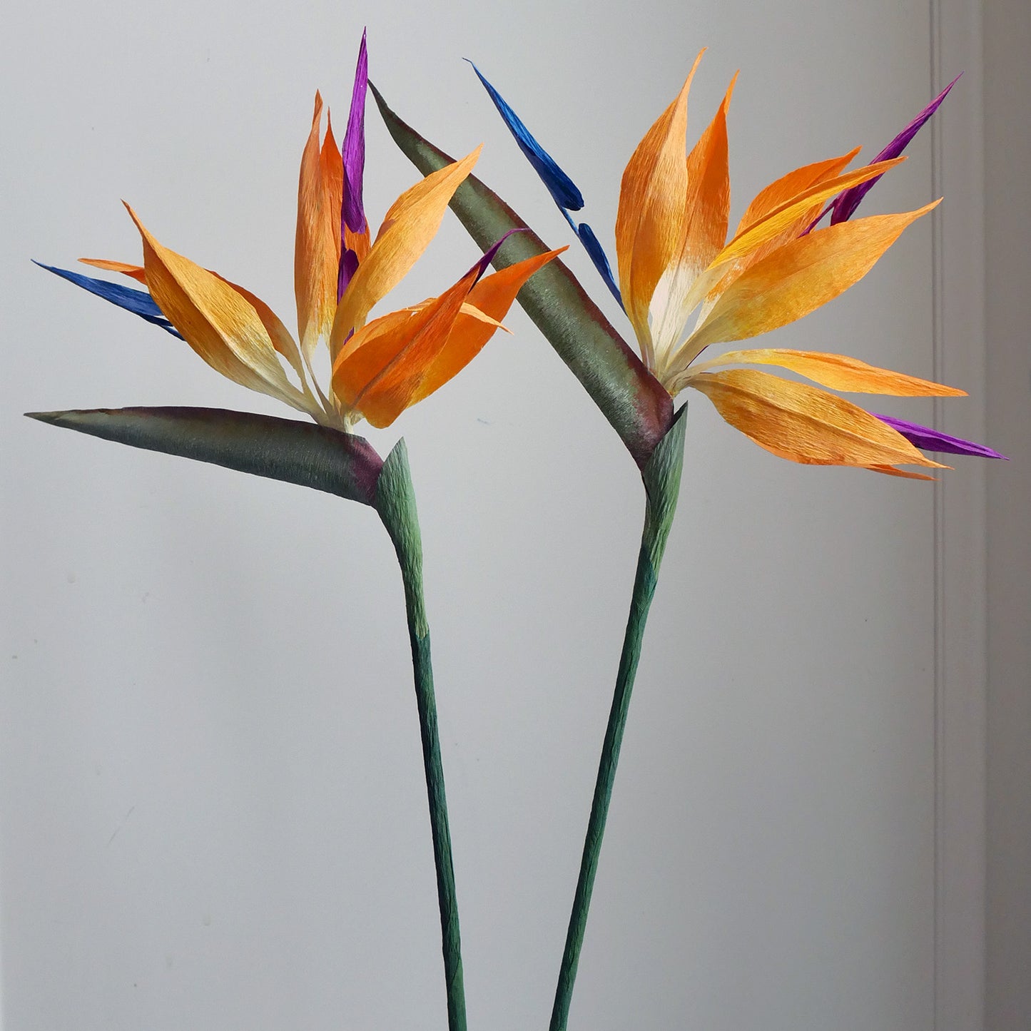 Paradísarfuglinn