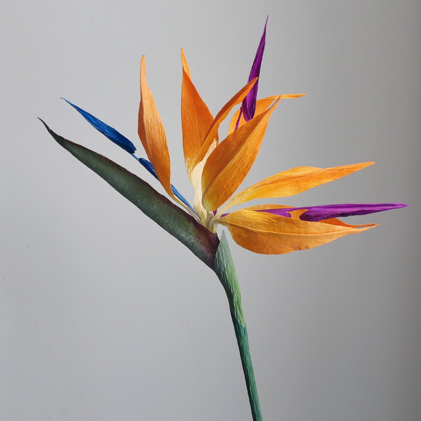 Paradísarfuglinn