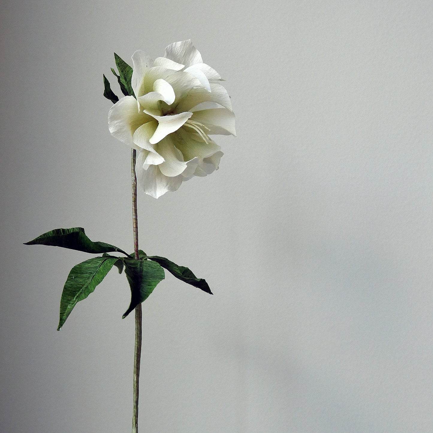 Double Hellebore