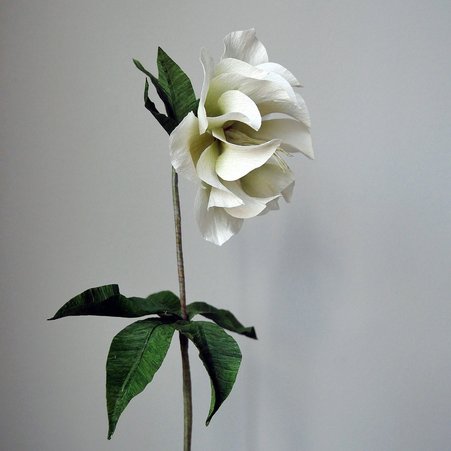 Double Hellebore