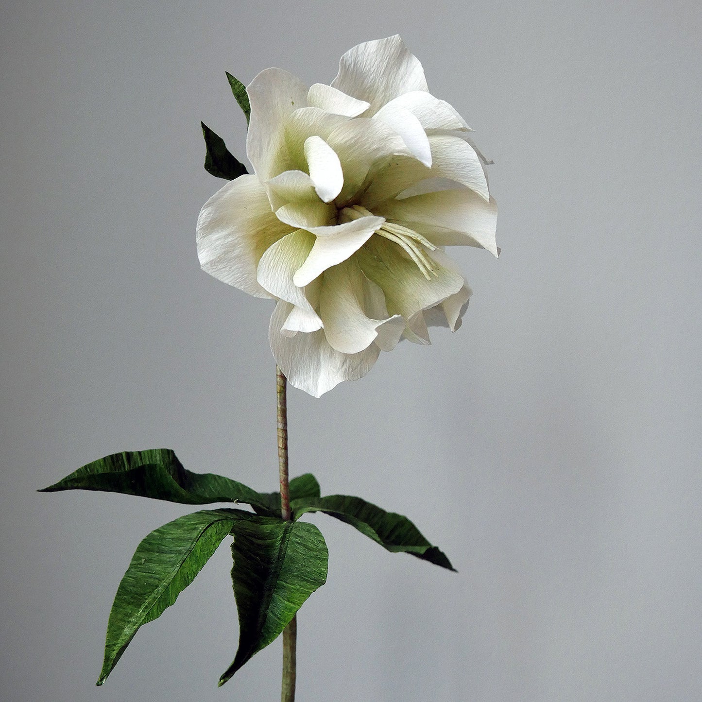 Double Hellebore