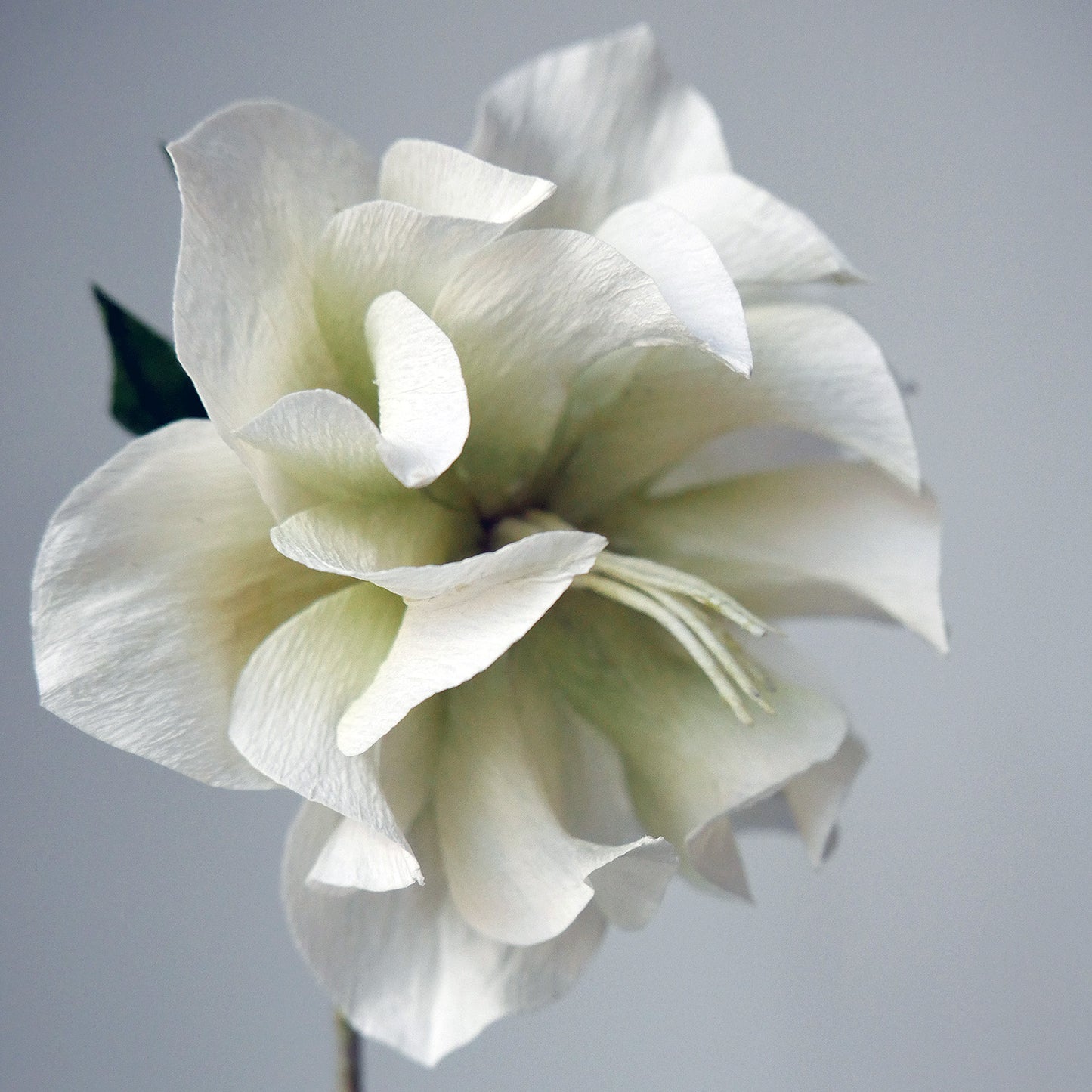 Double Hellebore