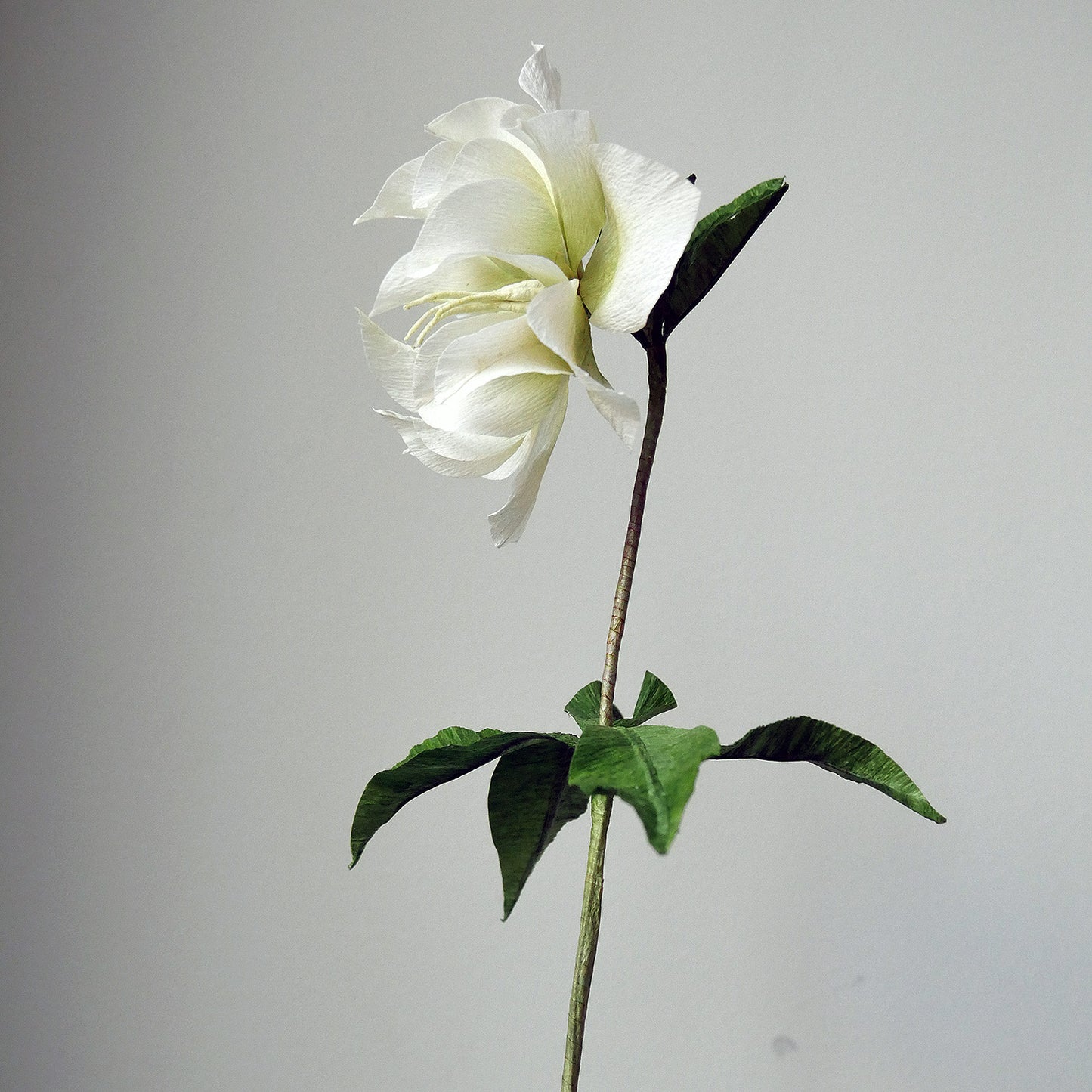 Double Hellebore
