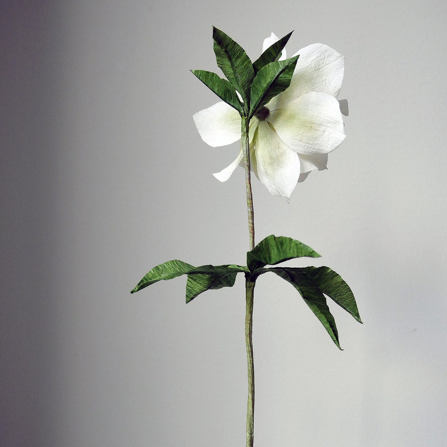 Double Hellebore
