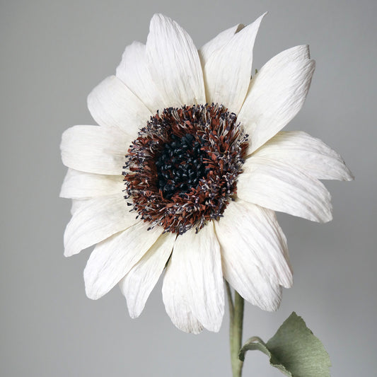Italian White Sunflower