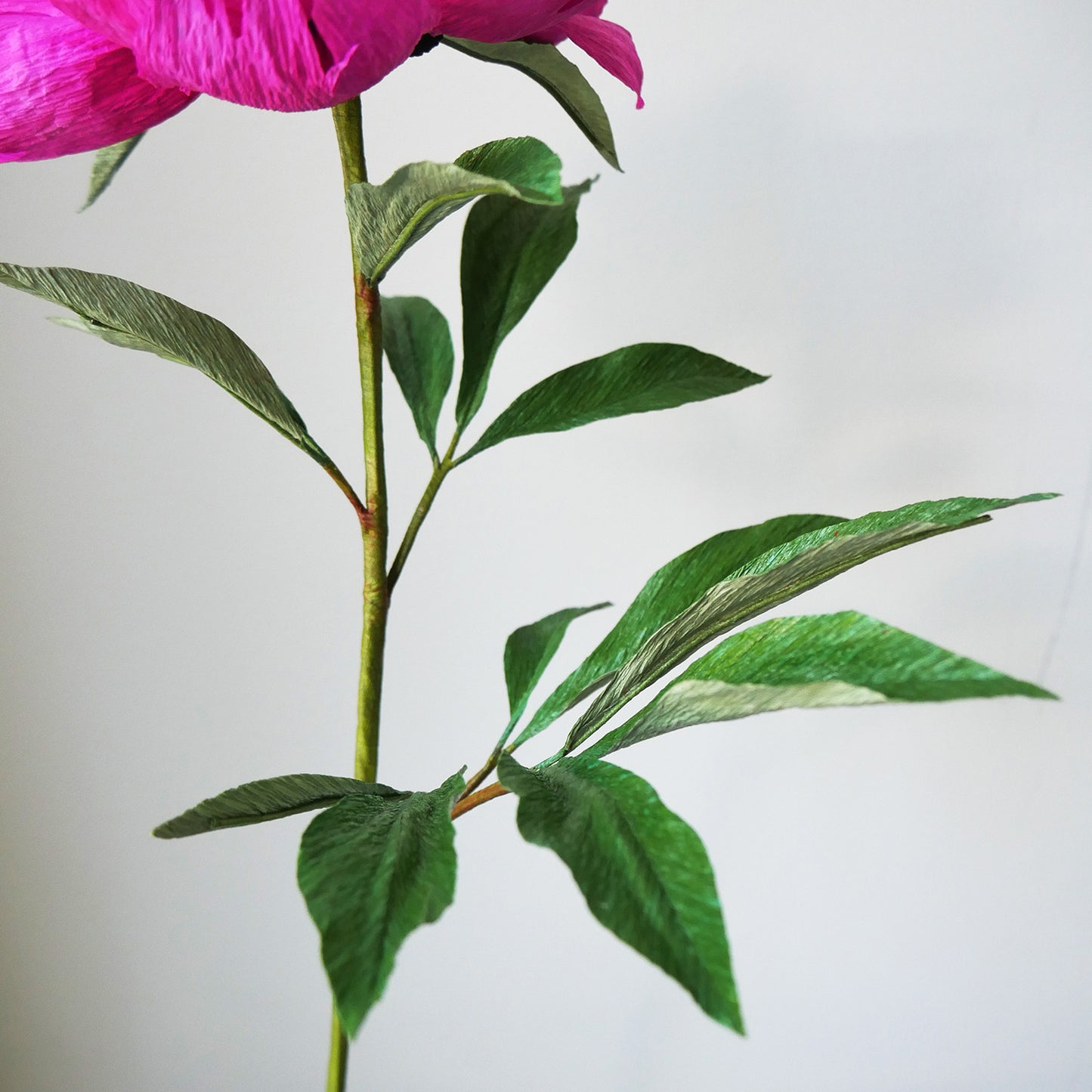 Fuchsia Tree Peony - July 11, 2020 @ 12pm EST