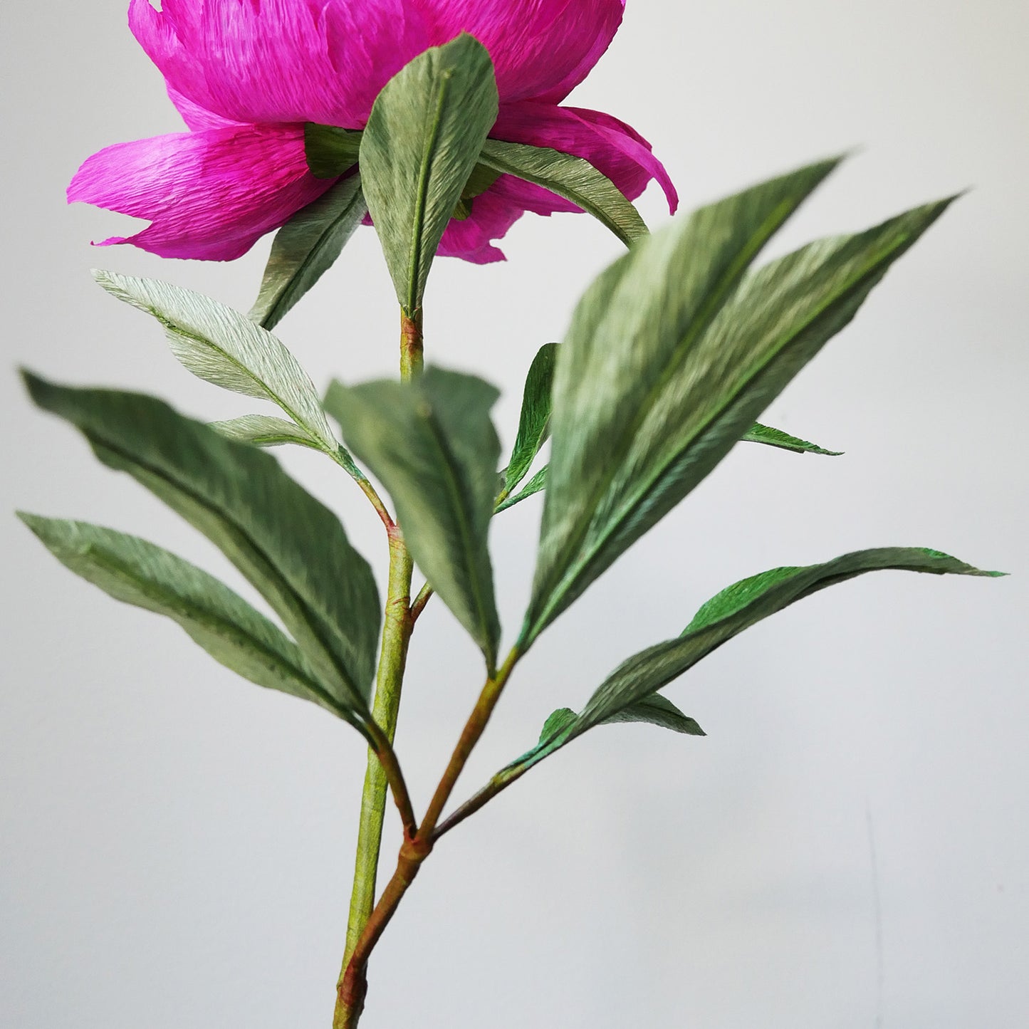 Fuchsia Tree Peony - July 11, 2020 @ 12pm EST