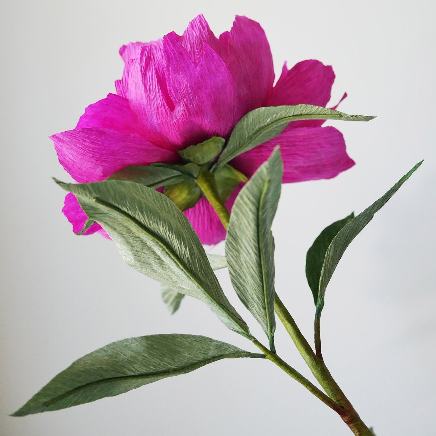 Fuchsia Tree Peony