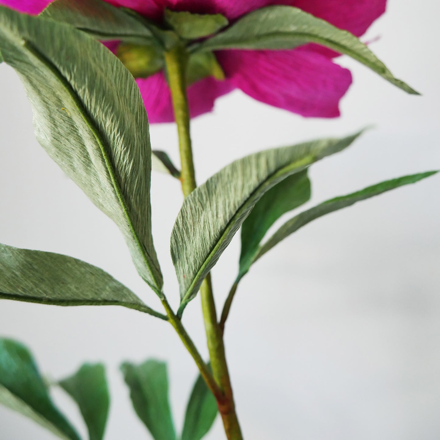 Fuchsia Tree Peony - July 11, 2020 @ 12pm EST