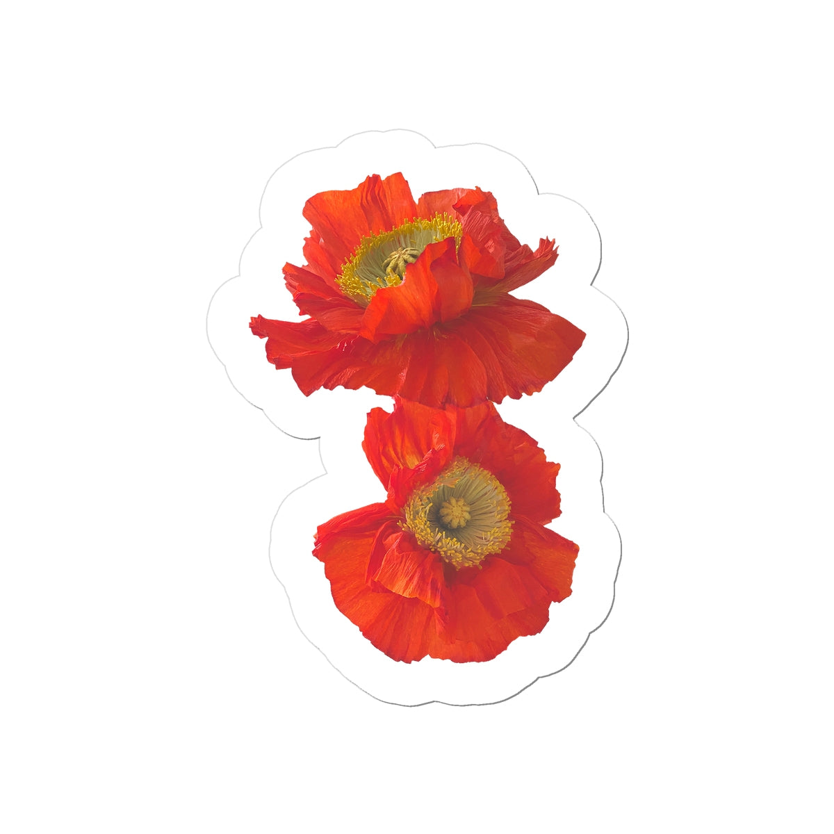 Icelandic Poppies Sticker